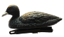 Чучело утка-лысуха плавающая 